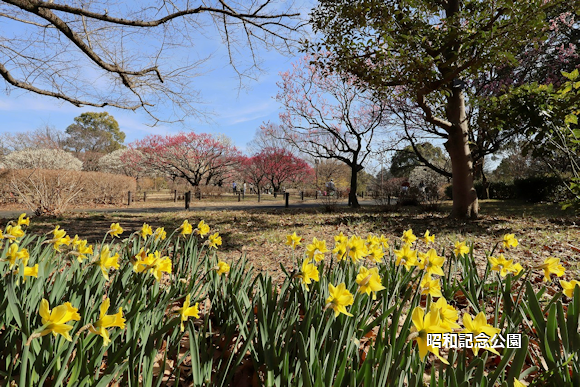 昭和記念公園 昭和記念公園