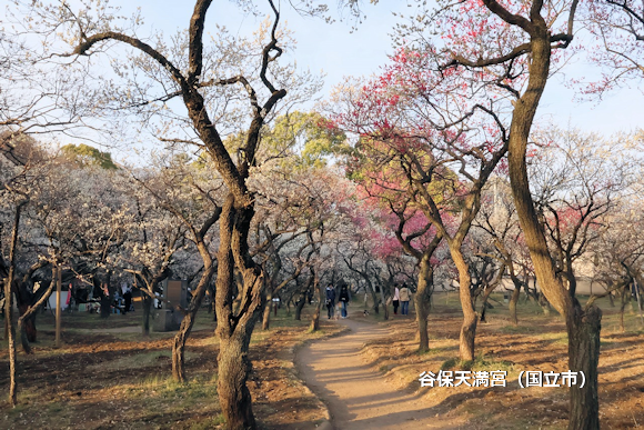 谷保天満宮(国立市) 谷保天満宮(国立市)